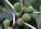 Fíkovník smokvoň (Ficus carica)