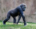 Gorila nížinná (Gorilla gorilla)