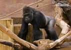 Gorila nížinná (Gorilla gorilla)