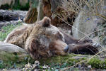 Grizzly (Ursus arctos horribilis)