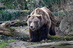 Grizzly (Ursus arctos horribilis)