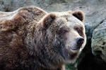 Grizzly (Ursus arctos horribilis)