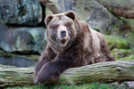 Grizzly (Ursus arctos horribilis)