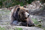 Grizzly (Ursus arctos horribilis)