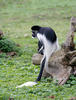 Gueréza pláštíková (Colobus guereza)