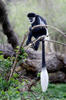 Gueréza pláštíková (Colobus guereza)