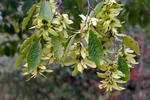 Habr obecný (Carpinus betulus)