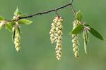 Habr obecný (Carpinus betulus)