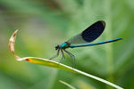 Hadovka lesklá (Calopteryx splendens)