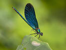 Hadovka obyčajná (Calopteryx virgo)