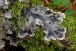 Hávnatka (Peltigera sp.)