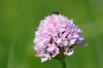 Hlavinka horská (Traunsteinera globosa)