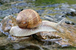 Hlemýžď zahradní (Helix pomatia)