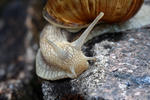 Hlemýžď zahradní (Helix pomatia)