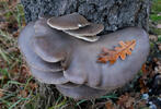 Hlíva ústřičná (Pleurotus ostreatus)