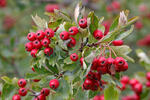 Hloh jednosemenný (Crataegus monogyna)