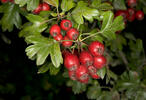 Hloh jednosemenný (Crataegus monogyna)