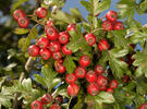 Hloh jednosemenný (Crataegus monogyna)