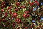 Hloh jednosemenný (Crataegus monogyna)