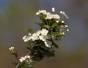 Hloh jednosemenný (Crataegus monogyna)