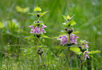 Hluchavka škvrnitá (Lamium maculatum)