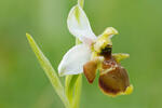 Hmyzovník Holubyho (Ophrys holoserica subsp. holubyana)