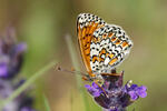 Hnedáčik mriežkovaný (Melitaea cinxia)