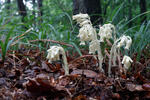 Hniliak smrekový (Monotropa hypopitys)