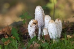 Hnojník obecný (Coprinus comatus)