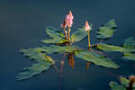 Horčiak obojživelný (Persicaria amphibia)