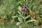 Hořec panonský (Gentiana pannonica)