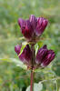 Hořec panonský (Gentiana pannonica)