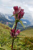 Hořec panonský (Gentiana pannonica)