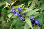 Hořec tolitovitý (Gentiana asclepiadea)