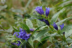 Hořec tolitovitý (Gentiana asclepiadea)