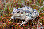 Hrabavka škvrnitá (Pelobates fuscus)