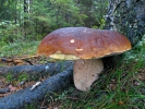 Hřib smrkový (Boletus edulis)