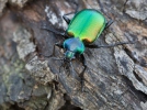 Húseničiar pižmový (Calosoma sycophanta)