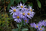 Hvězdnice chlumní (Aster amellus)