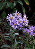 Hvězdnice chlumní (Aster amellus)