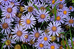 Hvězdnice chlumní (Aster amellus)