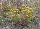 Hvězdnice zlatovlásek (Aster linosyris)