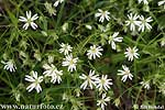 Hviezdica trávovitá (Stellaria graminea)