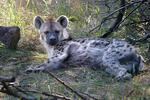 Hyena škvrnitá (Crocuta crocuta)