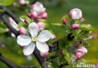 Jabloň (Malus)