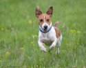 Jack Russell teriér