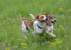 Jack Russell teriér