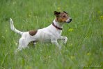 Jack Russell teriér