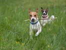 Jack Russell teriér