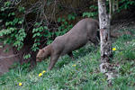 Jaguarundi (Puma yagouaroundi)